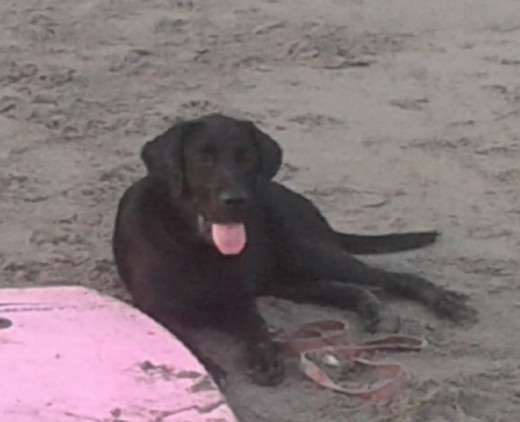 Su primer día en la Playa justo cuando cumplia 5 meses, se ha vuelto loca ese día ha corrido y jugado hasta el cansancio. La paso muy feliz con mis hijas y mis sobrinos.